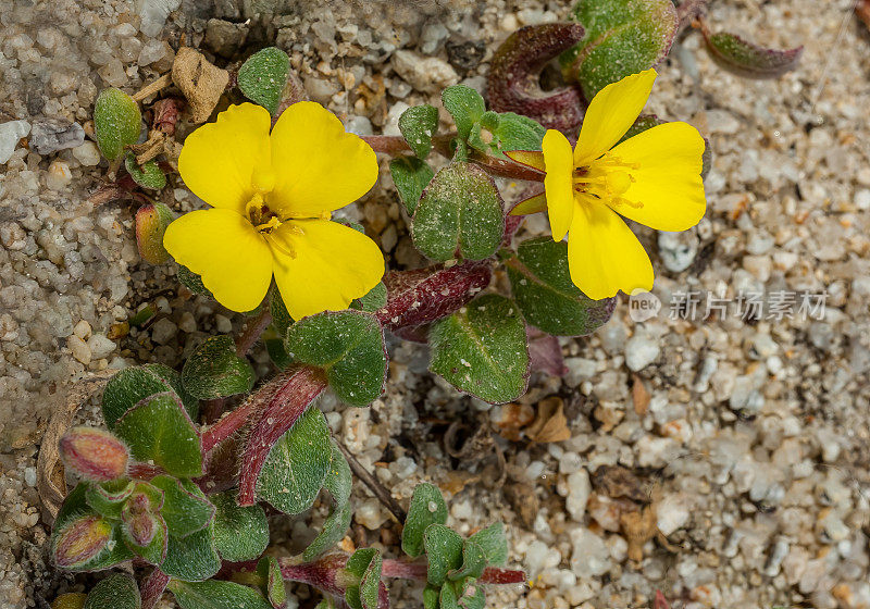 Camissoniopsis cheiranthifolia，海滩太阳花或海滩月见草，是月见草家族的一种，原产于加利福尼亚沿海，下加利福尼亚州和俄勒冈州的开阔沙丘和沙质土壤中。加州的Asilomar州立海滩。Onagr